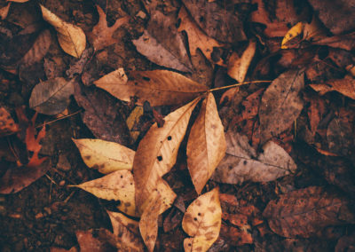 Осенние фото 2017 листья