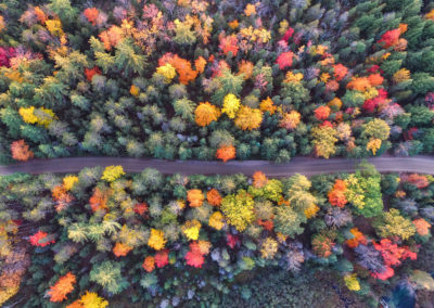 Осенние фото 2017 лес